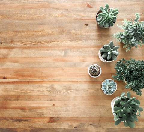 Green potted plants on a windowsill