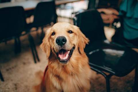 A golden retriever sitting and looking up